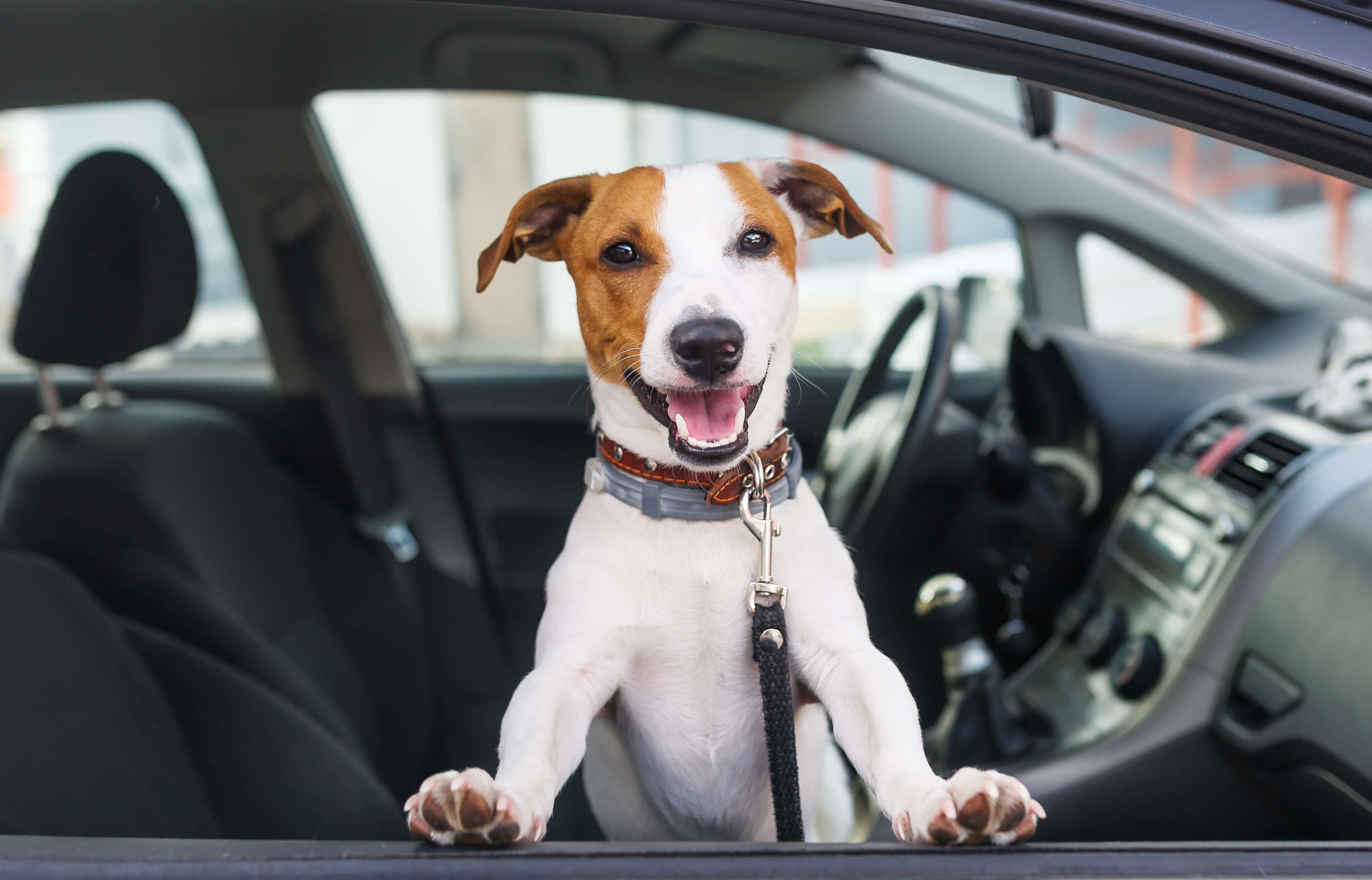 Window Tinting Las Vegas 8 car tinting for dogs